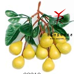 串9黄梨