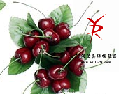 圈车厘子1#