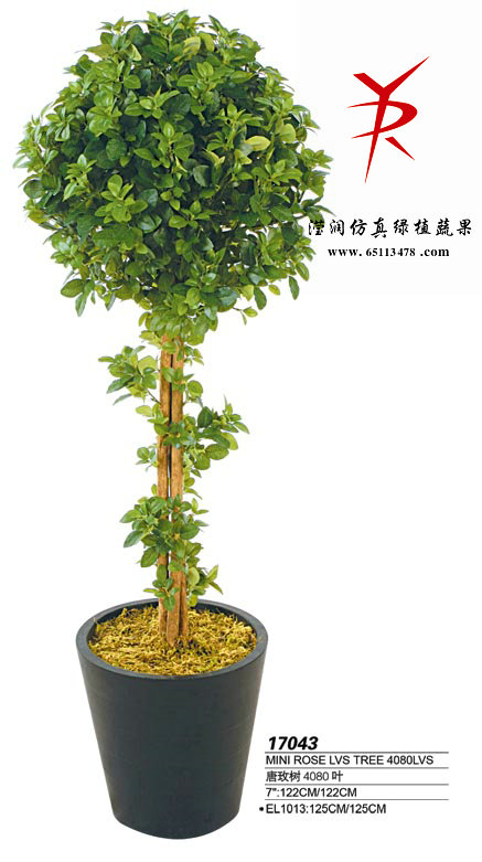 1.2m唐玫树