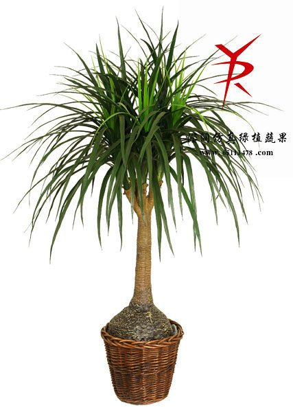 140CM-大酒瓶兰5头龙须铁