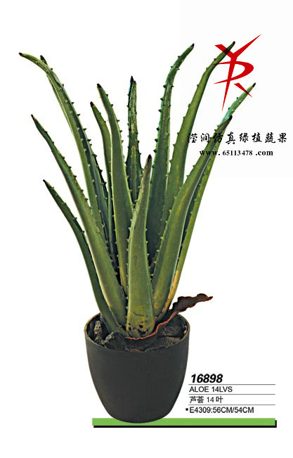 80cm芦荟