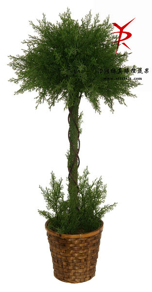 85CM-球型柏树