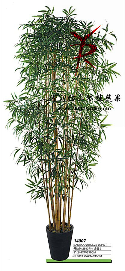 2.5米竹子盆栽
